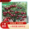 Dropshipping de Mudas de Cerejeira Extra Grandes, Árvores de Cerejeira Grandes para Plantio no Norte e Sul, Árvores Frutíferas em Vasos, Mudas Frutíferas Enxertadas Anãs