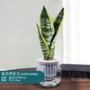 Rábano Verde Gardenia Árbol de la Fortuna Hiedra Espárrago Plantas Verdes Pequeñas Hidropónicas de Interior Purifican el Aire Plantas Verdes en Maceta