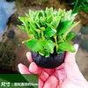 Plantas Aquáticas para Paisagismo de Aquário, Plantas Aquáticas Vivas, Plantas de Fácil Cuidado, Grama Centopeia, Grama Palácio Verde, Crisântemo Verde, Grama Nove Coroas de Folha Grande, Atacado