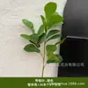 Cyber Celebrated Green Plant Leach Grass Aracus Monet Jardim Janela Paisagem Casamento Casamento Flor Arte Arranjo de Flores