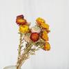 Buquê de flores secas de Yunnan Flores reais Yucalyptus Golden Ball Gypsophila Rose Ins Decoração para casa Sala de estar Material para flores faça você mesmo