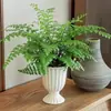 Planta en maceta Helecho Jim para sala de estar interior, Helecho de hoja perenne, Purificador de aire, Fácil de cuidar, Planta verde popular, Tolerante a la sombra