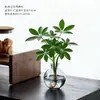 Planta hidropónica de pie de pato, flor en maceta, decoración de oficina, trae riqueza de todas partes, planta verde para sala de estar, purificador de aire interior, atrae riqueza