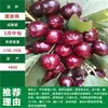 Dropshipping de Mudas de Cerejeira Extra Grandes, Árvores de Cerejeira Grandes para Plantio no Norte e Sul, Árvores Frutíferas em Vasos, Mudas Frutíferas Enxertadas Anãs