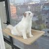 Hamaca de Tela para Gato Transfronteriza Marco de Escalada para Gato Nido de Gato para Ventana Cama Colgante con Ventosa para Mascota Artefacto para Tomar el Sol Colgante de Vidrio