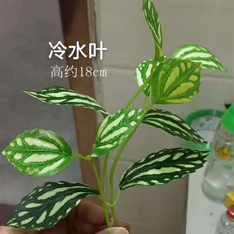 【2021.12.31晚】冷水叶.jpeg