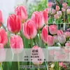 Bulbos de Tulipa para Venda no Atacado, Variedade de Pétala Simples, 1 Bulbo por Pacote, Bulbos de 5 Graus, Plantas de Flores de Interior em Vasos, Floresce o Ano Todo, Fácil de Cuidar