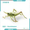 Simulación Transfronteriza Modelo de Araña Real Unicornio Insecto Juguetes para Niños Mariposa Abeja Adornos de Animales