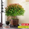 Planta de Nanmu Vermelho de Folhas Pequenas em Vaso, Nanmu de Seda Dourada, Bonsai de Tronco Velho para Mesa de Escritório, Planta de Floração em Todas as Estações Fácil de Cuidar, Planta Verde para Estação de Trabalho