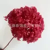 Flor Preservada Haste Única Hortênsia Anna Anna Folha Pequena Bella 40 Cores Personalizado Atacado Presente Dia dos Professores