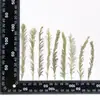 Flores Secas en Relieve, Especímenes Botánicos en Relieve para Enseñanza, Marcadores de Libros Hechos a Mano para DIY, Pegar Flores Secas, Fundas para Teléfonos Móviles, Aromaterapia con Pegamento