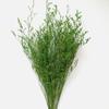 Ins Decoración al por Mayor Algodón Nomeolvides Natural Espigas de Trigo Ramo de Flores Secas Muebles para el Hogar Accesorios de Fotografía Frescos Pequeños