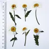 Flores Secas com Galhos, Crisântemos e Margaridas Prensados, Kit de Material para Abajur de Mesa com Flores Prensadas, Marcador de Página de Flores Naturais, Espécime de Planta em Resina