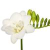 Bulbos de Alyssum Importados, Fresias de Doble Floración, Florecen en Todas las Estaciones y Son Buenas para Alimentar Florales Ornamentales, Florales en Maceta y Semillas de Plantas