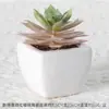 Vaso Combinado Cerâmico para Bonsai com Suculentas Simuladas Personalizado Decorações de Plantas Verdes Decoração de Escritório Mesa Casa Plantas Verdes Plantas em Vasos