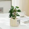 Escritorio de Oficina Plantas Verdes de Interior Macetas Pequeñas Adornos Estilo Crema Absorción de Formaldehído Purificación del Aire Fácil de Mantener en Todas las Estaciones