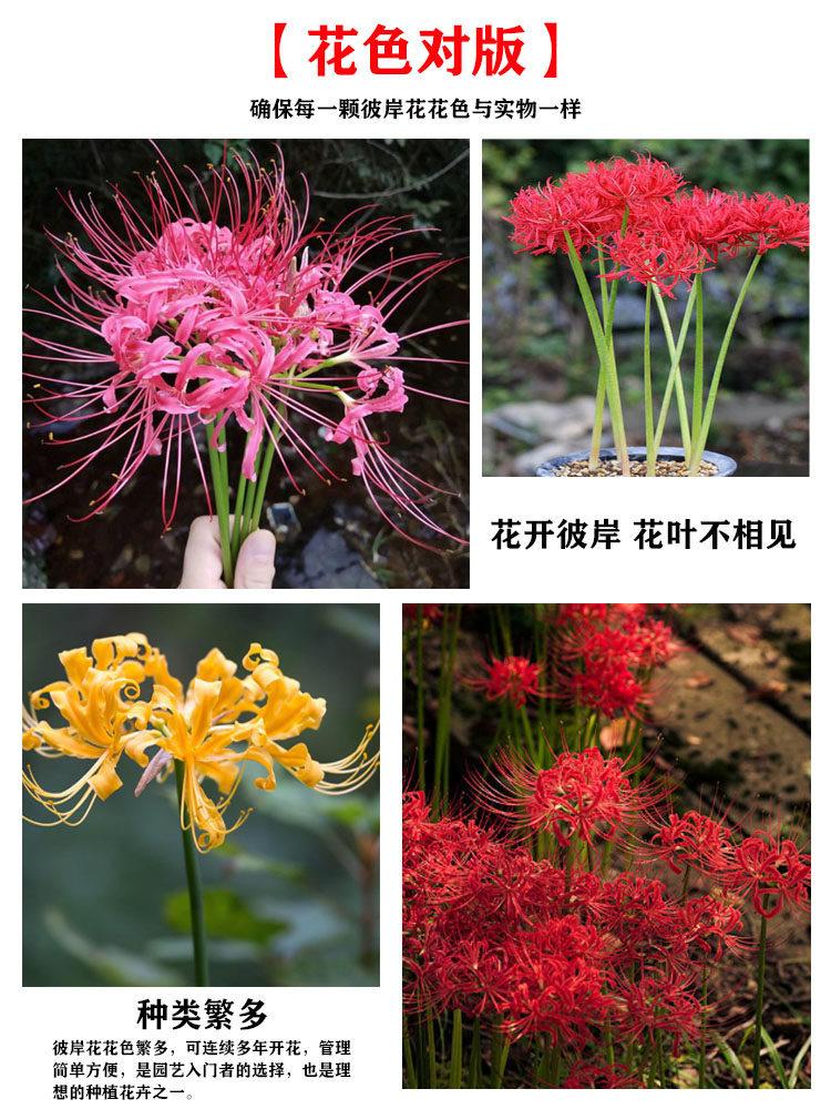 彼岸花详细3.JPG
