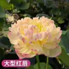 Venta al por mayor de plantas ornamentales en maceta, semillas de loto y nenúfar cultivadas en agua, semillas de flor de loto de cuenco y nenúfar para estanques hidropónicos