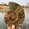 Fósseis de Animais Marinhos Naturais de Venda Quente Transfronteiriça Fósseis de Caracol Crisântemo Minério Paleontológico Amostra de Pedra Científica Infantil