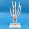Estoque Limpo Weiye modelo esquelético vértebra cervical modelo humano pé descalço pelve display de ensino display experimental