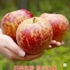Manzanas Feas Auténticas de Zhaotong, Yunnan, con Corazón de Azúcar, Recién Recolectadas en Temporada, Crujientes y Dulces, Manzana Fresca Red Fuji, Caja Completa con Envío Gratis