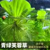 Calidad del Agua del Acuario Plantas Hidropónicas Bomba de Purificación de Oxígeno Decoraciones de Plantas Acuáticas para Acuario Plantas Artificiales para Aquascaping Oxigenación Plantas Reales Vintage