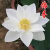 Envio Transfronteiriço para os Estados Unidos, Disponível em Armazéns, Nenúfares Hidropônicos com Floração o Ano Todo, Sementes de Lótus, Sementes de Flores, Sementes de Lótus, Sementes de Lótus de Vasos