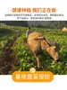 Batatas-doces Frescas de Castanha de Shaanxi 3/5/ 5kg Caixa Fechada de Batatas Brancas de Solo Arenoso de Linchong, Batatas-doces de Polpa Branca de Fazenda, Batatas-doces Pequenas