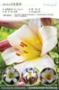 Bulbos de Lírio de Outono de Floração Dupla, Mudas de Flores de Floração Simples, Lírios Perfumados Comprados Diretamente da Holanda, Canhão de Ferro, Plantas de Vaso para Iniciantes do Pátio Karie