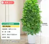 Árvore Bico de Pato de Grande Porte Que Atrai Riqueza de Todas as Direções, Planta de Vaso para Sala de Estar Interna Fácil de Cuidar, Sempre Verde o Ano Todo, em Formato de Torre