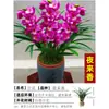 Mudas de Orquídea Florescem em Todas as Estações, Florais Perfumados e Plantas Verdes, Orquídeas Tinta, Clívia, Orquídeas Phalaenopsis, Plantas em Vasos, Fácil de Manter, Varanda Sala de Estar