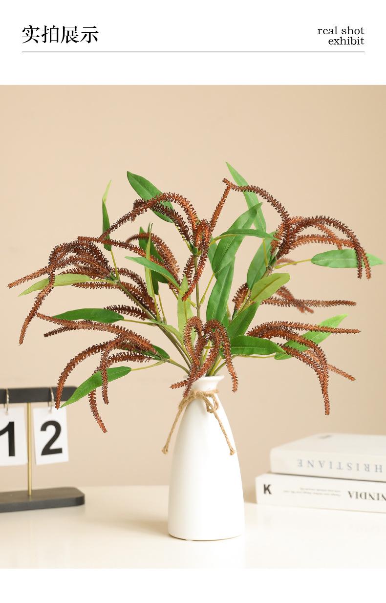 单枝鼠尾草_05.jpg