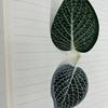 Vendas diretas da fábrica cola de malha branca folha folha de vime acessórios de planta verde simulação de folha de planta