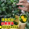 Mudas Pequenas de Limão Laranja Verde de Hainan Mudas de Semente de Limão Kumquat Em Vasos Sala de Estar Interna Varanda Árvore Frutífera Mudas de Frutas o Ano Todo