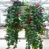 Planta de Lipstick Semilleros de Flores en Maceta Flores para Colgar en Interiores y Balcones Plantas Colgantes Plantas Verdes Hiedra Rábano Verde Plantas en Maceta Pez Dorado