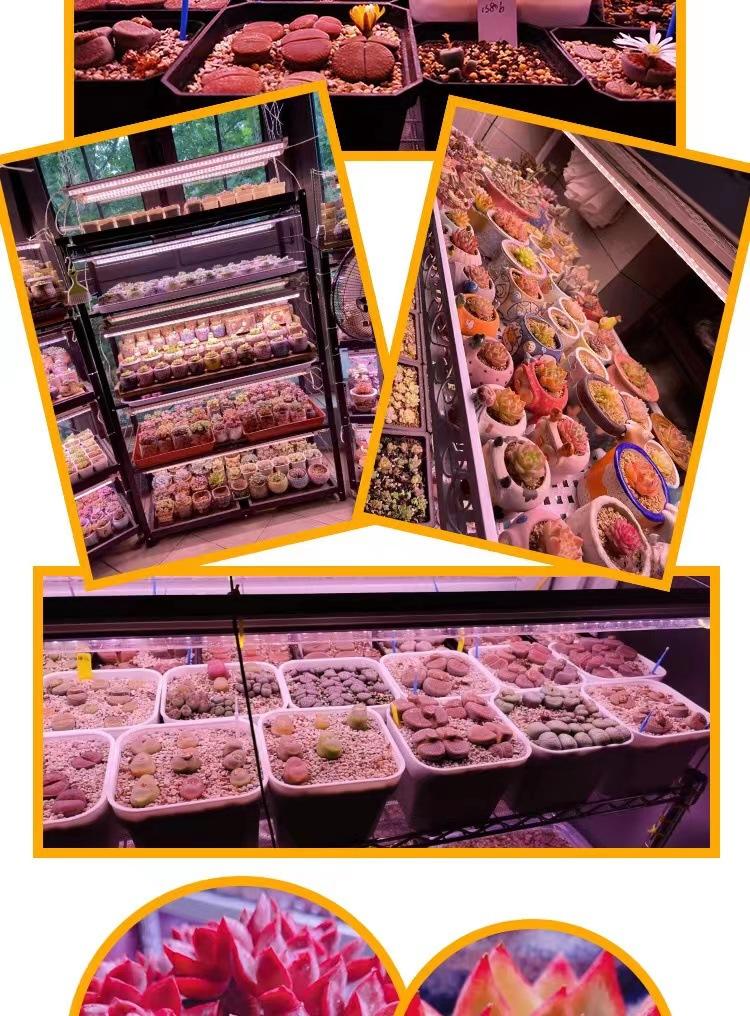 8d611a712c72da799b07816edc1320