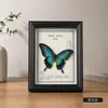 Borboleta Real Cauda de Andorinha Azul Moldura para Foto com Espécime Arte Produto Acabado Moldura de Exibição Presente de Aniversário para Meninos Casais Namorada Tridimensional