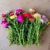 Plántulas de Girasol de Flor Doble, Ramas Perennes con Yemas, Plantas de Raíz de Colores Mixtos, Plantas Verdes en Maceta, Florales Floreciendo en Todas las Estaciones