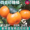 Dropshipping de Mudas de Laranja de Cana-de-Açúcar de Siwei para Plantio em Vasos ou Jardins nas Regiões Norte e Sul, Mudas de Laranja de Cana-de-Açúcar Sem Sementes