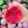 Mudas de Ameixa Hibisco de Peça Única para Dropshipping para Plantio no Norte e Sul, Plantas em Vasos para Pátio, Mudas de Ameixa de Polpa Vermelha Enxertadas de Frutas Extra-Grandes