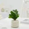 Repelente de Mosquitos Bambu e Cipreste Plantas Hidropônicas Sala de Estar Interna Fácil de Alimentar Plantas Verdes Plantas em Vasos Casa Nova Uso Doméstico para Absorver Formaldeído Plantas