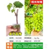 Plántulas de Vid Rosa Sunshine, Plantas en Maceta, Empaquetadas con Tierra, Plántulas de Árbol Frutal Adecuadas para Plantar Tanto en Regiones del Norte como del Sur, Plántulas de Vid que Dan Fruto el Mismo Año