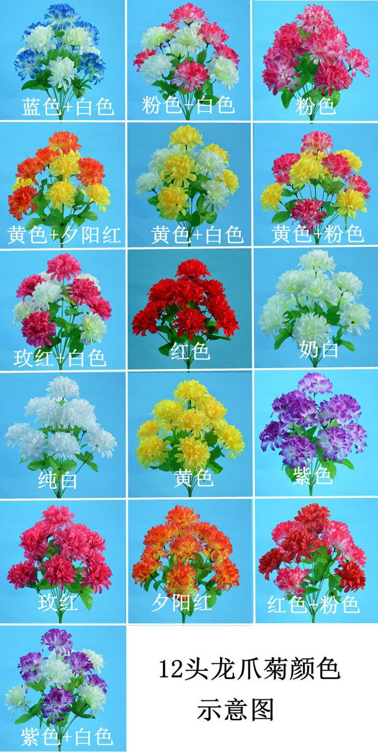 12头爪菊颜色1.jpg