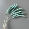 Orelha de milho flor seca fábrica Yunnan atacado barraca de presente de Natal adereços de filmagem buquê de abundância de grãos materiais
