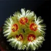 Cacto Flor de Jasmim Carmesim em vaso para decoração de escritório e casa, flores de varanda, mudas de suculentas