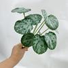 Hoja de taro de 12 hojas con tacto real simulación hoja de taro Cueva de Hadas hoja de tortuga planta verde arreglo floral material de hoja Planta de hoja de begonia pared de plantas paisaje hoja verde