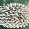 Cabo de Aço Revestido com Tubo de Borracha Corrente Transportadora de Disco, Grau Alimentício, Resistente ao Desgaste, Resistente à Corrosão Cabo de Aço Revestido com Raspador