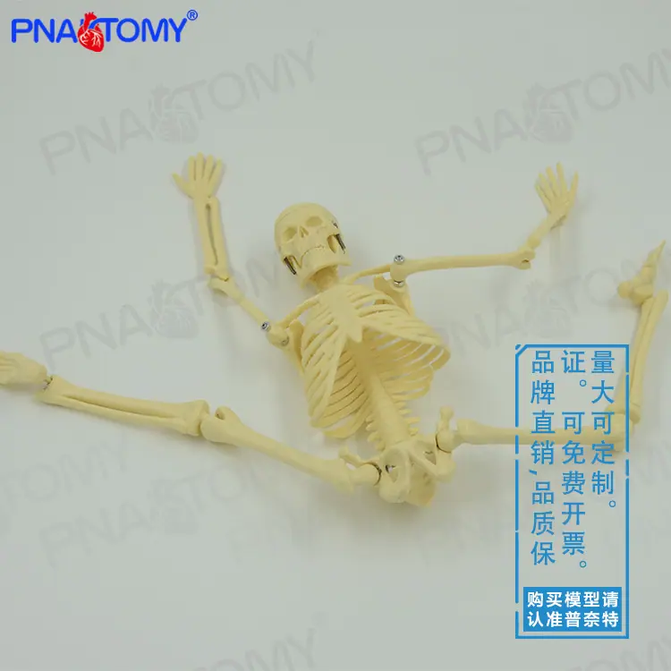 45CM骨骼03