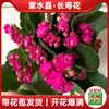 Nova Planta em Vaso Kalanchoe com Botões de Flor, Fácil de Cuidar, Floresce o Ano Todo, Mudas de Flor Grande com Pétalas Duplas, Flores para Varanda, Plantas Verdes para Uso Interno