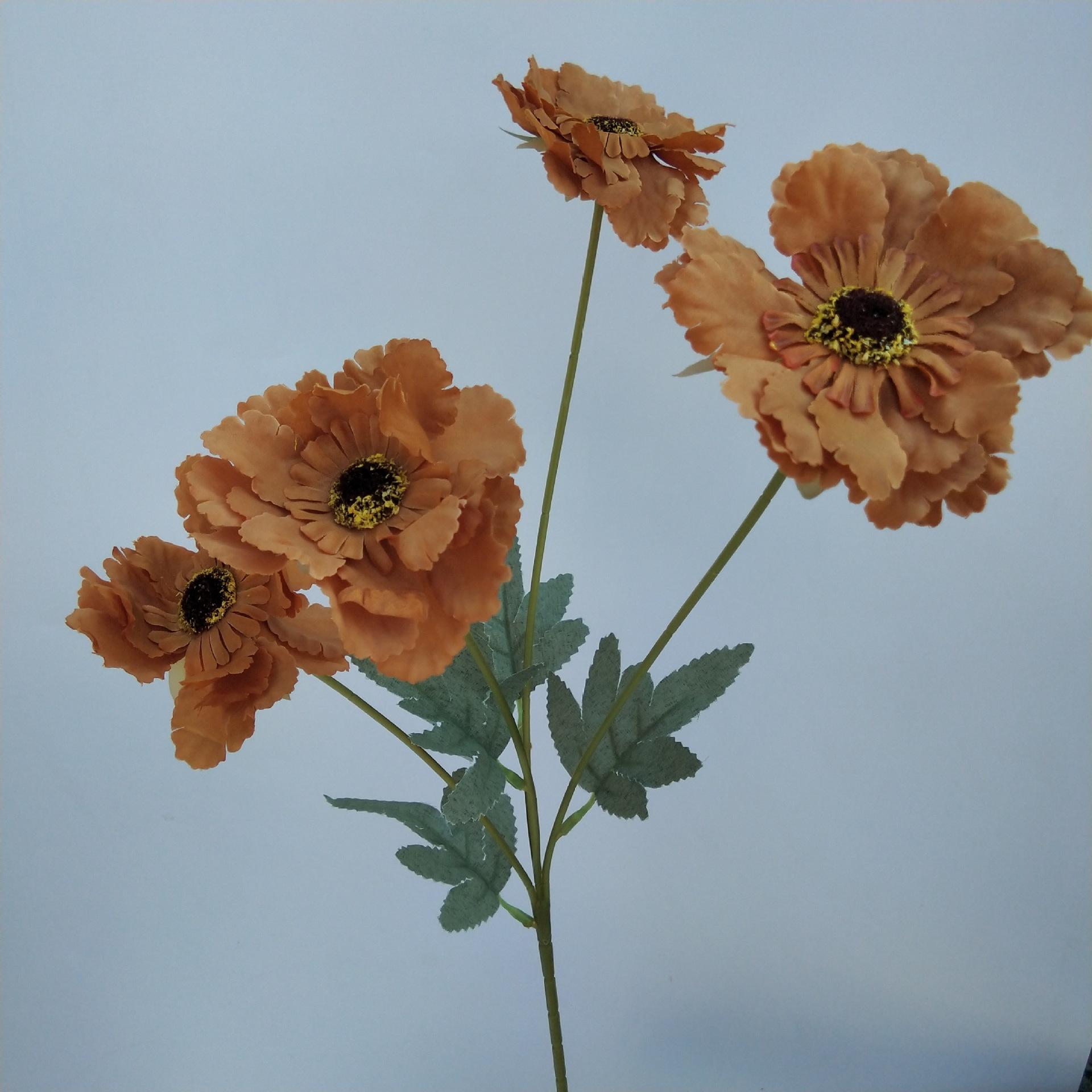 四头太阳菊花咖啡色
